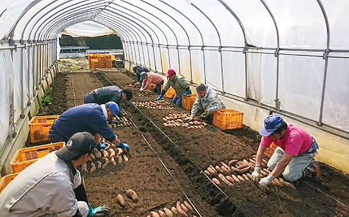 【ふるさと納税】〈先行予約〉 干し芋 無添加 2種 400g 小分け (100g×4袋) セット 【 太陽の恵みいっぱい ギフト 国産 干しいも さつまいも 芋 いも スイーツ 紅はるか たまゆたか 一関市 岩手県 】 ≪発送：2026年1月〜順次発送≫ サムネイル3