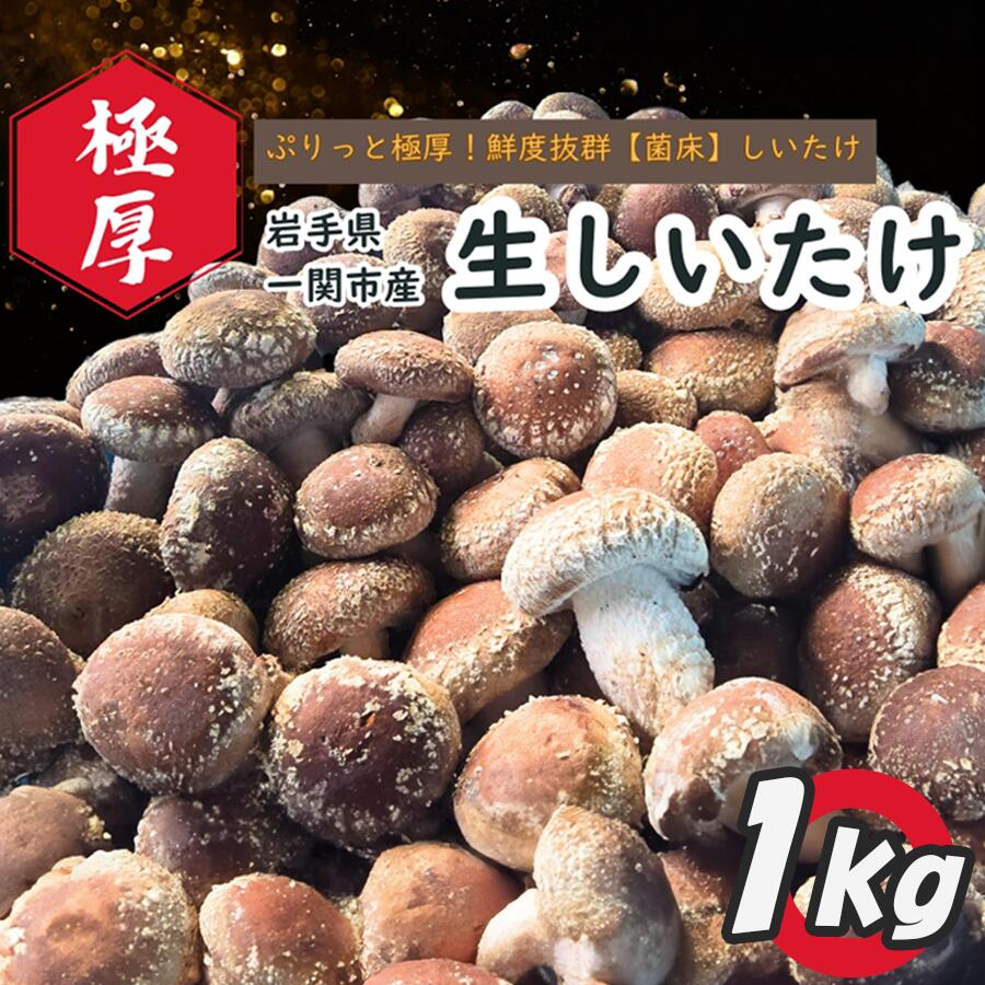 静かなハウスでじっくり育てた、ぷりっと極厚鮮度抜群しいたけ 1kg ふるさと納税 生しいたけ 椎茸 シイタケ 産直直送 産直