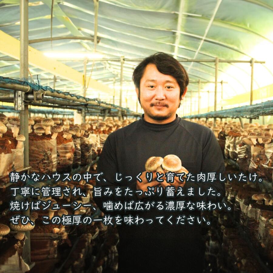 【ふるさと納税】静かなハウスでじっくり育てた、ぷりっと極厚鮮度抜群しいたけ 1kg ふるさと納税 生しいたけ 椎茸 シイタケ 産直直送 産直 - 画像2