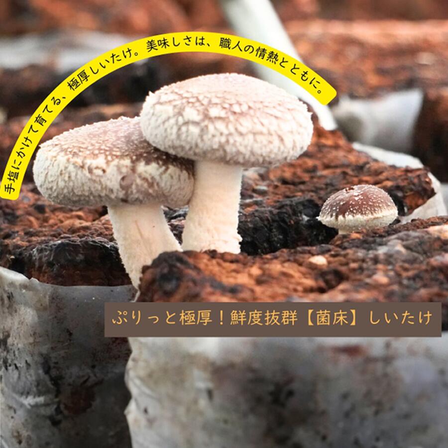 【ふるさと納税】静かなハウスでじっくり育てた、ぷりっと極厚鮮度抜群しいたけ 1kg ふるさと納税 生しいたけ 椎茸 シイタケ 産直直送 産直 - 画像3