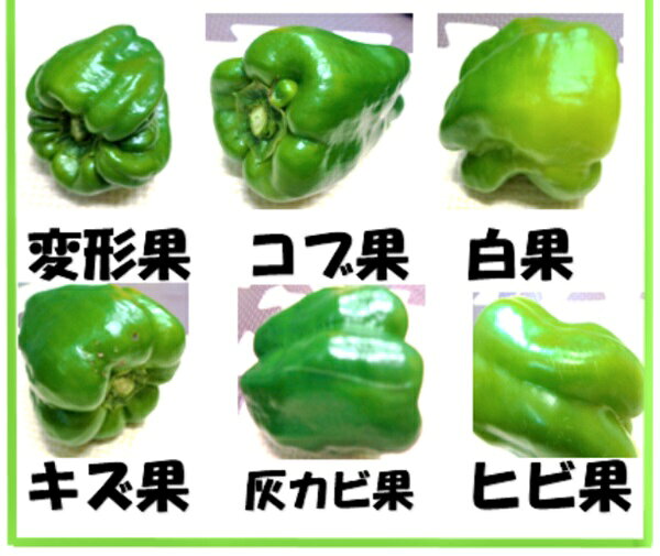 【ふるさと納税】先行予約 訳あり 不揃い 新鮮 ピーマン 選べる 1kg～10kg 野菜 朝採れ 農家直送 ふるさと納税 家庭用 炒め物 肉詰め 回鍋肉 ホイコーロー 栄養豊富 高評価 家計応援 6月〜10月発送 送料無料 岩手県 一関市 - 画像2