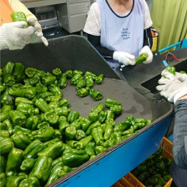 【ふるさと納税】先行予約 訳あり 不揃い 新鮮 ピーマン 選べる 1kg～10kg 野菜 朝採れ 農家直送 ふるさと納税 家庭用 炒め物 肉詰め 回鍋肉 ホイコーロー 栄養豊富 高評価 家計応援 6月〜10月発送 送料無料 岩手県 一関市 - 画像3
