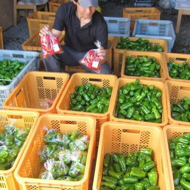 【ふるさと納税】先行予約 訳あり ふぞろい赤ピーマン 1kg 野菜 農家直送 ふるさと納税 炒め物 肉詰め 回鍋肉 ホイコーロー 栄養豊富 9月〜発送 送料無料 岩手県 一関市 - 画像3