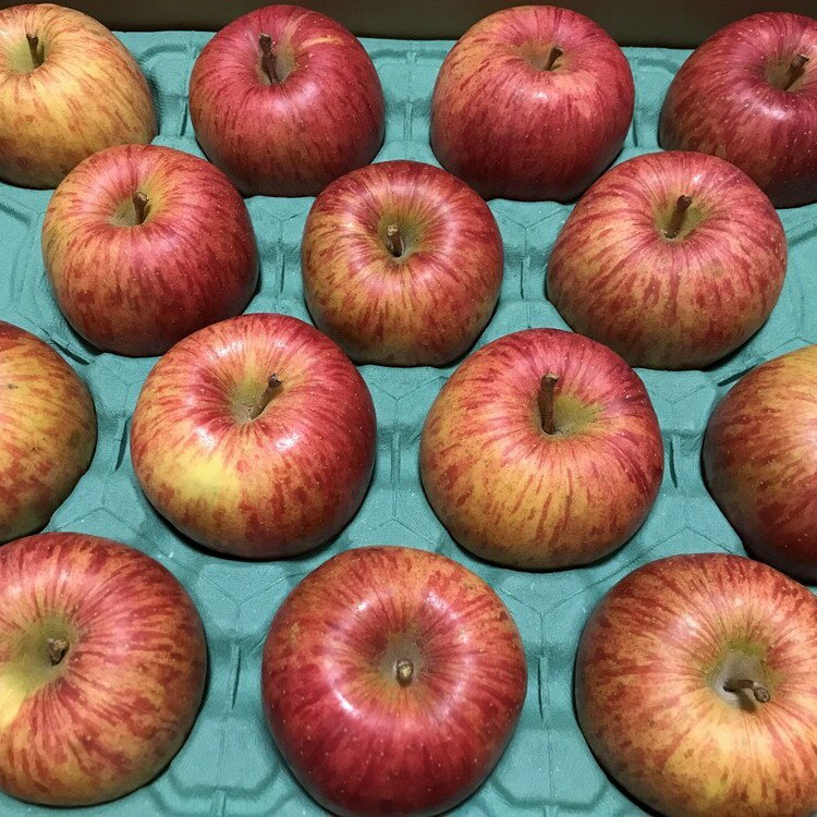 先行予約 家庭用 葉とらず ふじりんご 5kg ふじ リンゴ 林檎 果物 フルーツ 岩手県 一関市