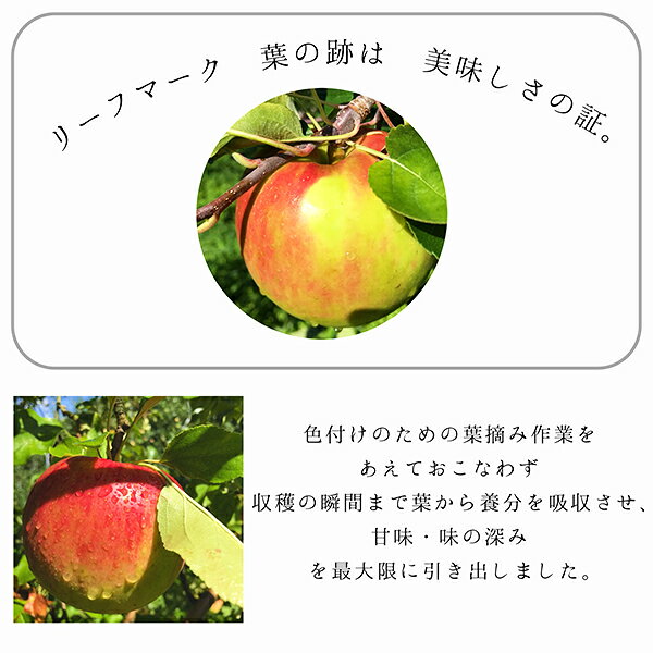 【ふるさと納税】先行予約 家庭用 葉とらず ふじりんご 5kg ふじ リンゴ 林檎 果物 フルーツ 岩手県 一関市 サムネイル3