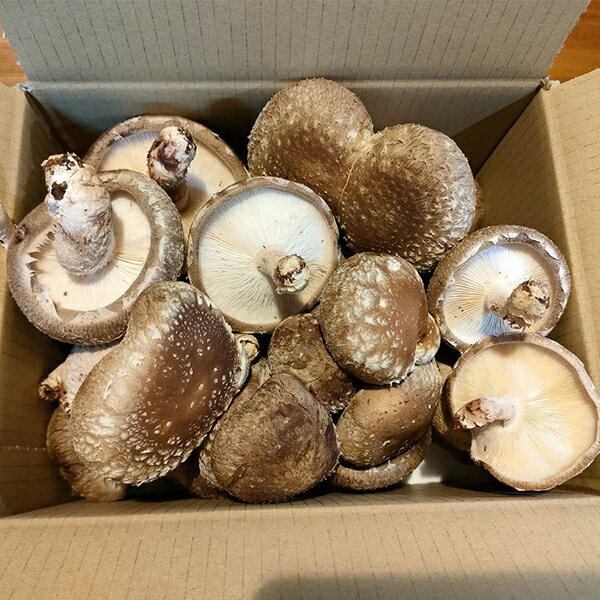 【ふるさと納税】訳あり 肉厚ふっくら 福ふくしいたけ 1kg - 画像2