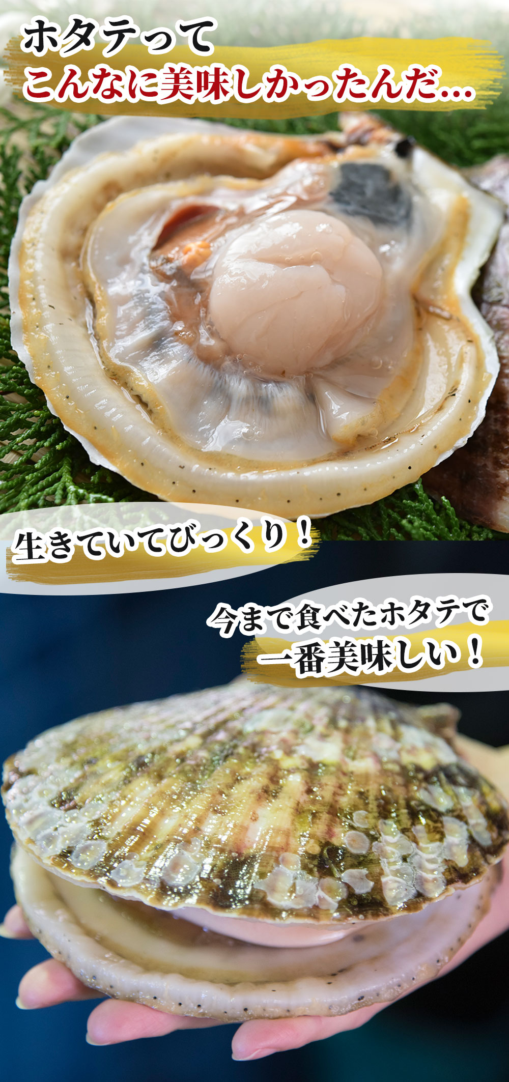 【ふるさと納税】高評価 4.96 泳ぐホタテ 特大 活ホタテ 生ホタテ 生帆立 生 貝柱 帆立 殻付き 刺身 岩手県 釜石市 三陸海岸 鮮度 新鮮 ヤマキイチ ヤマキイチ商店 活きの良いホタテ 高級 ご褒美 海鮮大粒 ※離島・沖縄への発送不可 サムネイル3