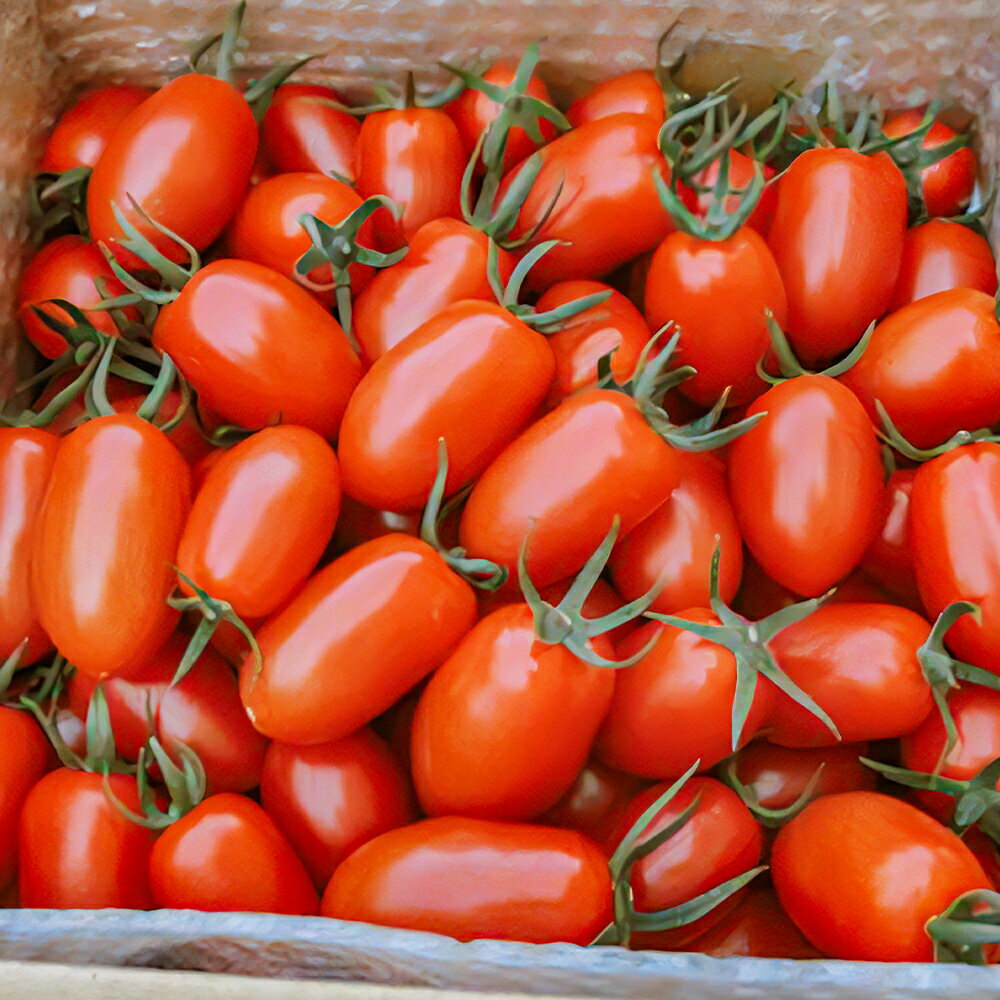 【ふるさと納税】訳あり ミニトマト アイコ 約2kg 野菜 トマト ご家庭用 二戸市産 岩手県産 冷蔵 送料無料 【2026年7月下旬～8月下旬発送予定】 - 画像2