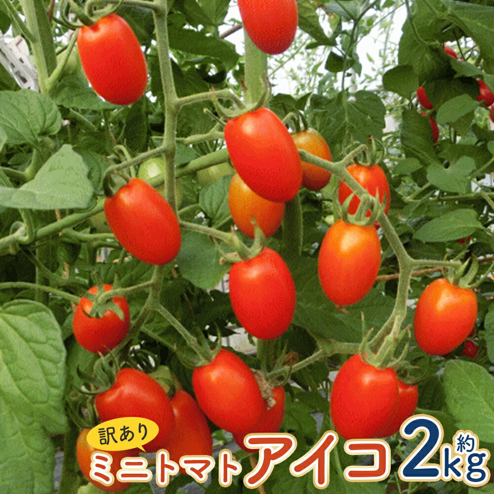 訳あり ミニトマト アイコ 約2kg 野菜 トマト ご家庭用 二戸市産 岩手県産 冷蔵 送料無料 【2026年7月下旬～8月下旬発送予定】