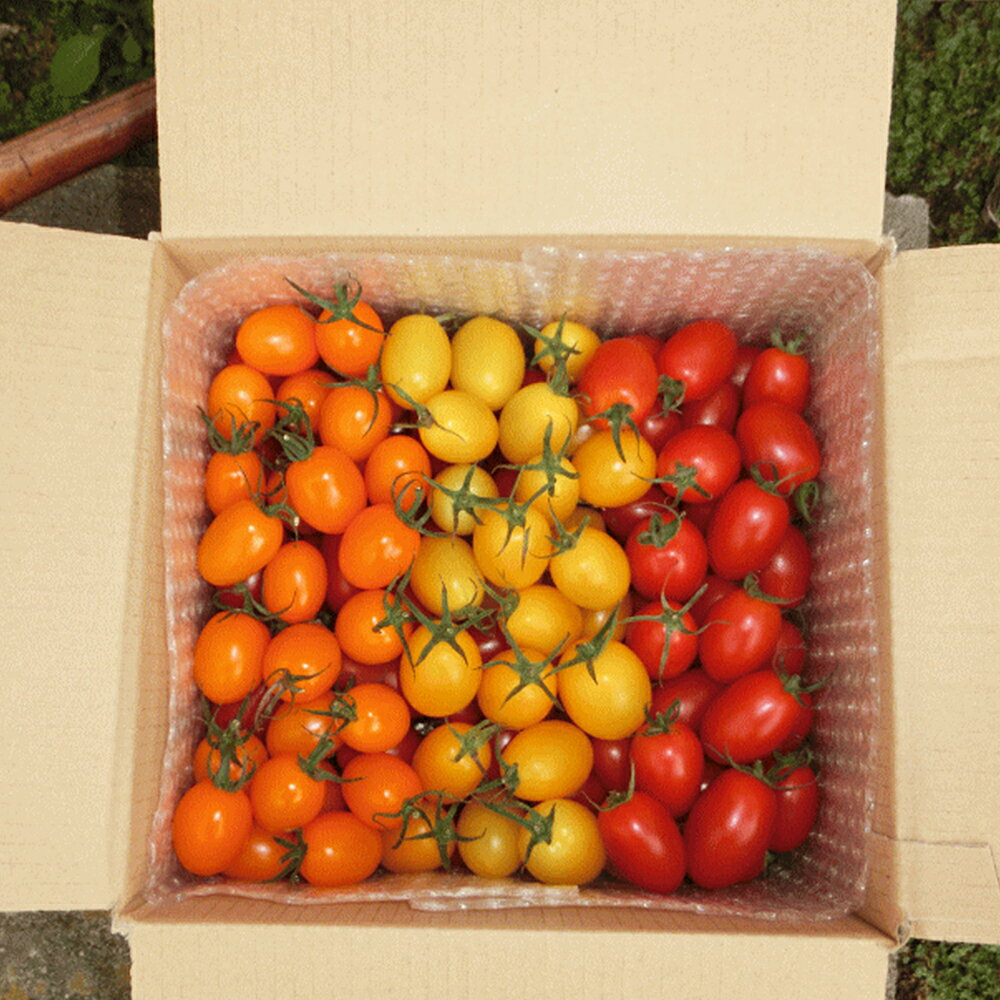 【ふるさと納税】訳あり ミニトマト アイコ 3色ミックス 約2kg 野菜 トマト ご家庭用 二戸市産 岩手県産 冷蔵 送料無料 【2026年7月下旬～8月下旬発送予定】 - 画像3