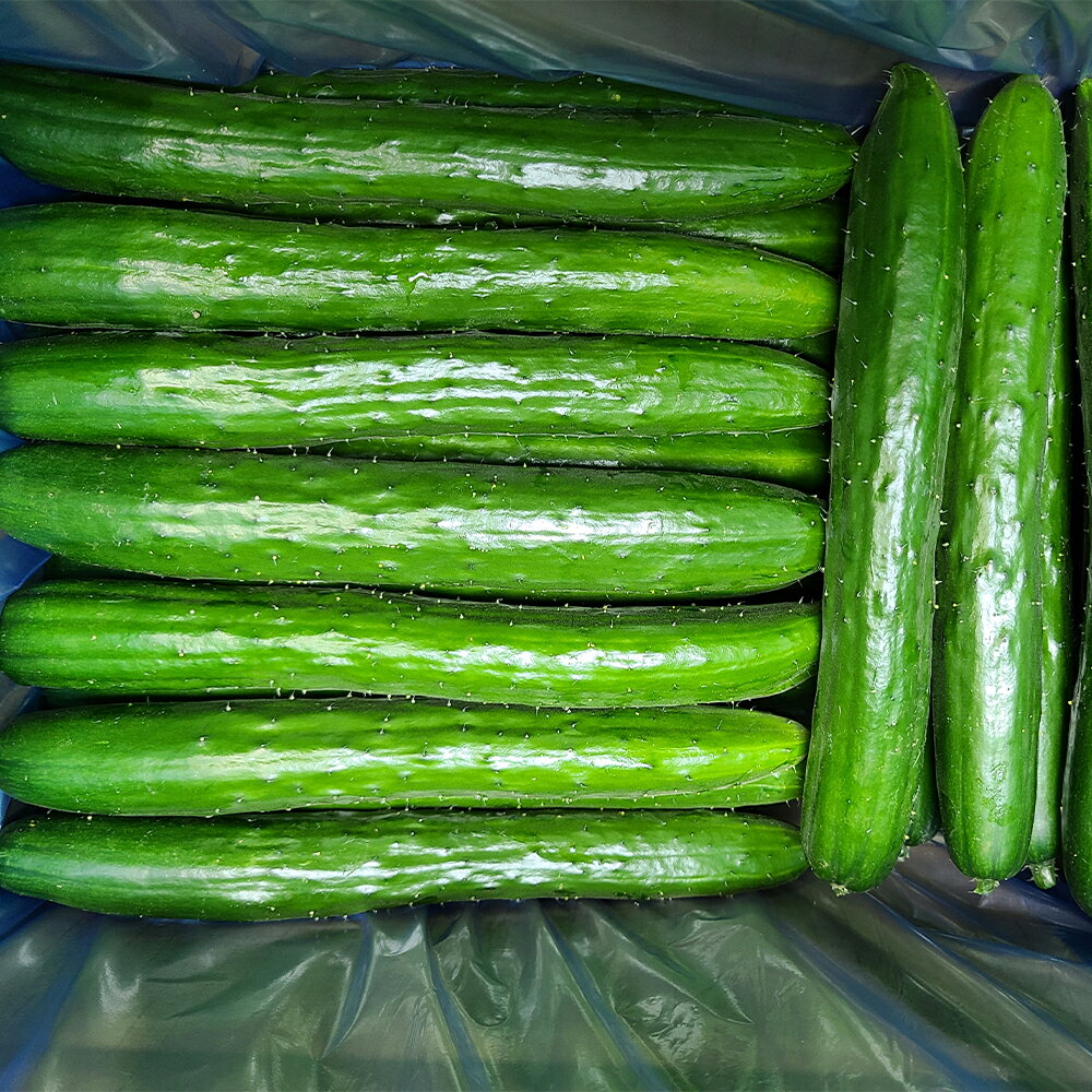 岩手にのへきゅうり 厳選品 A品 約2kg/約3kg/約5kg/約10kg 選べる内容量 胡瓜 野菜 きゅうり 二戸市産 岩手県産 国産 送料無料【2026年7月中旬から9月下旬に順次発送予定】
