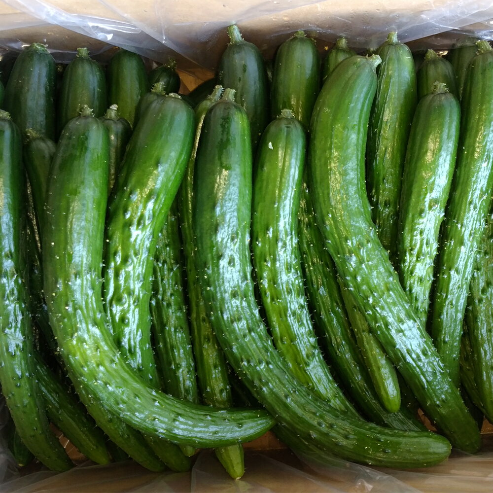 いわてひろファームの岩手にのへきゅうり 訳アリ B品 約2kg/約3kg/約5kg/約10kg 選べる内容量 ご家庭用 胡瓜 野菜 きゅうり 二戸市産 岩手県産 国産 送料無料【2026年7月中旬から9月下旬に順次発送予定】