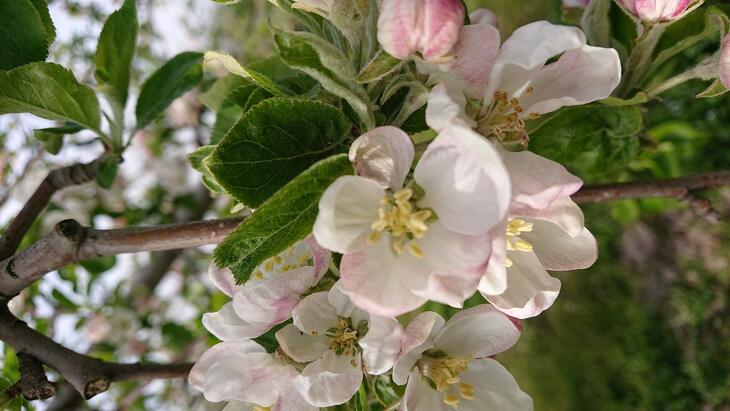 【ふるさと納税】スターファーム こだわり栽培の サンふじ 厳選品 3kg 岩手県 奥州市産りんご 産地直送 りんご 林檎 フルーツ 果物 期間限定 家庭用 自宅用 [AY004] サムネイル3