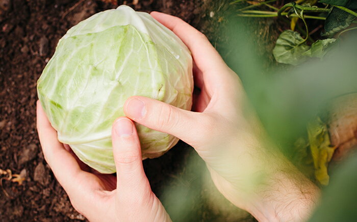 【ふるさと納税】 野菜 おすすめ 岩手県産 野菜セット ／ やさい セット 詰め合わせ 詰合せ 詰合わせ 旬 新鮮 国産 季節 季節野菜 おまかせ 春野菜 夏野菜 秋野菜 冬野菜 山菜 葉野菜 葉物 根菜 果菜 冷蔵 家庭用 自宅用 仕送り 人気 送料無料 岩手県 滝沢市 滝沢野菜直送便 - 画像3