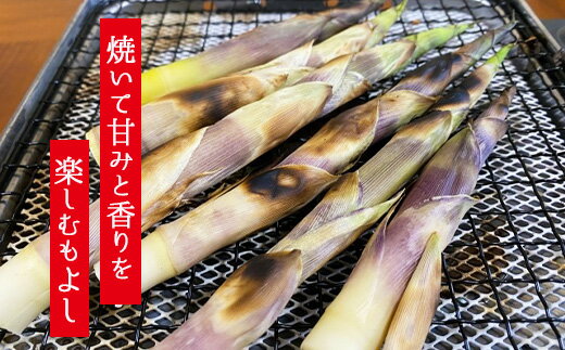 【ふるさと納税】 根曲がりたけ 1.2kg 1.2キロ / おすすめ 野菜 春 春野菜 山菜 姫竹 ヒメタケ ひめたけ 根曲がり竹 産直 旬 料理 天ぷら 天麩羅 天婦羅 素焼き 炊き込みご飯 味噌汁 煮物 グリル 天然 春の味覚 仕送り 国産 岩手県 雫石町 産地直送 送料無料 産直松の実 - 画像2