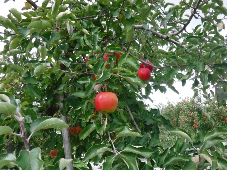 【ふるさと納税】岩手町 リンゴワイン「ルルとリリ」1本入り ワイン リンゴ 酒 わいん ギフト プレゼント ぶるーべりー りんご お酒 宅飲み 家飲み ご当地 ※離島への配送不可 サムネイル3