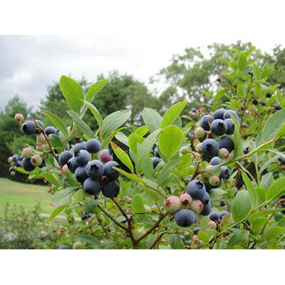 【ふるさと納税】岩手町 ブルーベリーワイン「ルルとリリ」1本入り ワイン ブルーベリー 酒 わいん ギフト プレゼント ぶるーべりー お酒 宅飲み 家飲み ご当地※離島への配送不可 サムネイル3