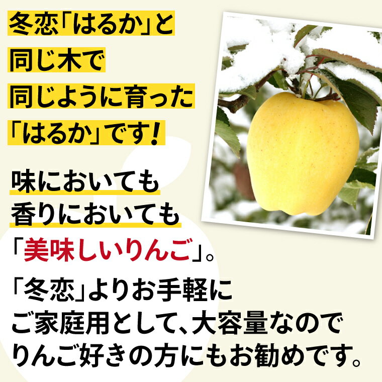 【ふるさと納税】★先行予約 数量限定★ 遅摘み りんご はるか 「純情はるか」約2.5kg 岩手県産 樹上でじっくり熟した 黄色い りんご リンゴ 林檎 純情 はるか フルーツ くだもの 果物 【冬恋研究会】 (AI024) サムネイル3