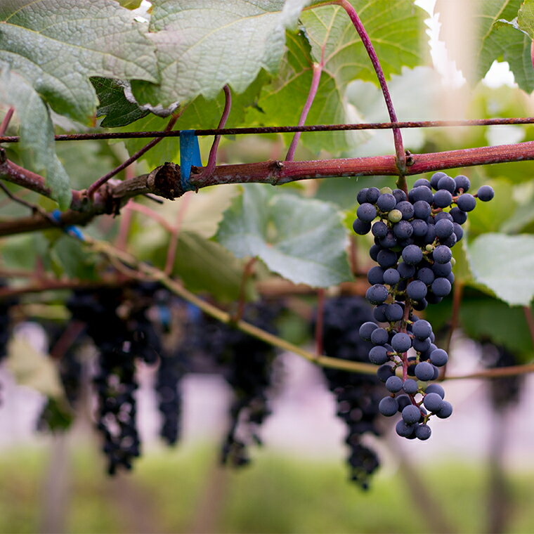【ふるさと納税】産地限定 ワインぶどう品種使用 紫波リースリングリオン【自園自醸ワイン紫波】紫波町産 テロワール ワイン（AL048-2） サムネイル2