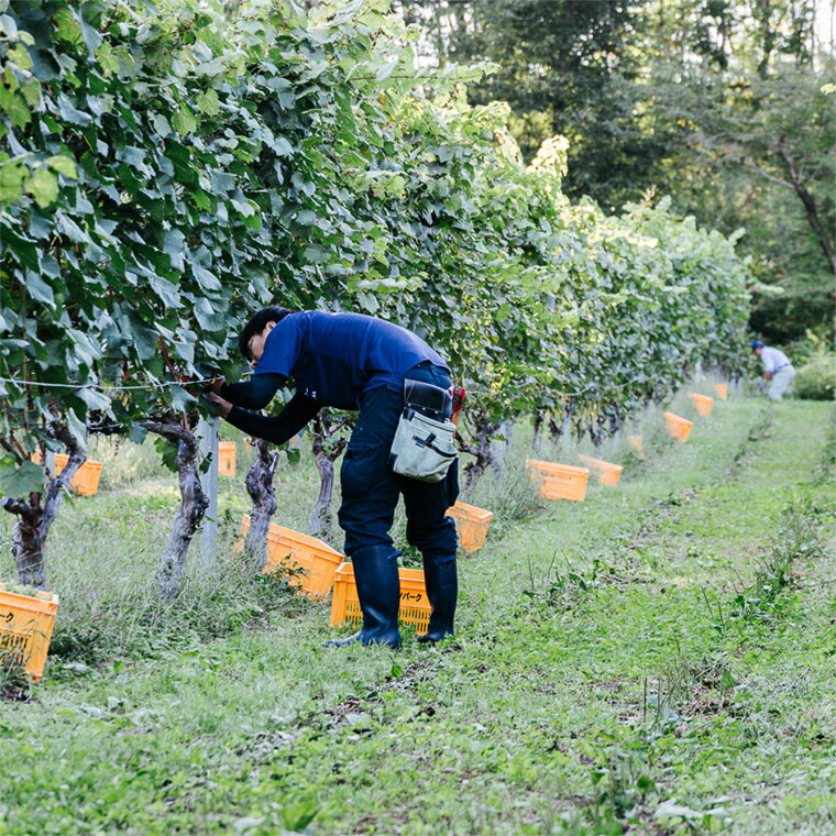 【ふるさと納税】 ＼レビューキャンペーン実施中／ 紫波辛口ワイン3本セット【メルロー・メルローロゼ・リースリングリオン】(AL085) サムネイル2