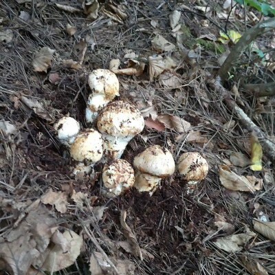 【2026秋発送】産地直送　岩手県岩泉町産まつたけ　お任せつぼみセット300g【配送不可地域：離島】【1413485】