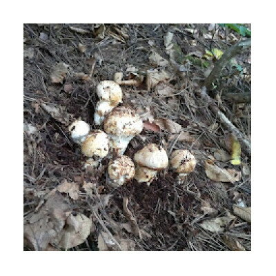 【2026秋発送】産地直送　岩手県岩泉町産まつたけ　お任せつぼみセット500g【配送不可地域：離島】【1414047】