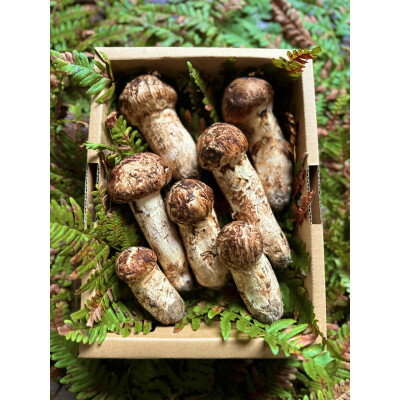 【ふるさと納税】【2026秋発送】産地直送　岩手県岩泉町産まつたけ　お任せつぼみセット500g【配送不可地域：離島】【1414047】 - 画像2