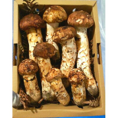 【2026秋発送】産地直送　岩手県岩泉町産まつたけ　ご家庭用不揃いセット1kg【配送不可地域：離島】【1414090】