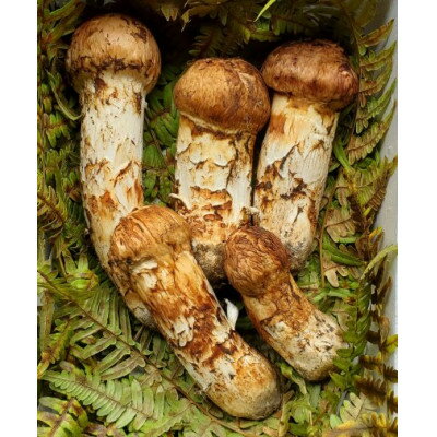 【2026年秋発送】岩手県岩泉産松茸　300g前後(250g～350g)(詰め合わせ)【配送不可地域：離島】【1415864】