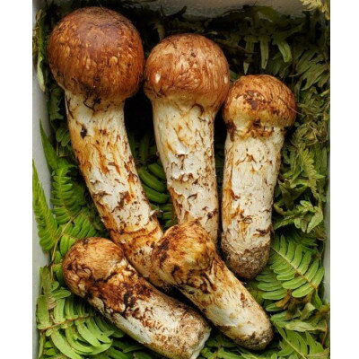 【ふるさと納税】【2026年秋発送】岩手県岩泉産松茸　300g前後(250g～350g)(詰め合わせ)【配送不可地域：離島】【1415864】 - 画像2
