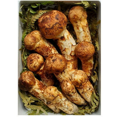 【2026年秋発送】岩手県岩泉産松茸　500g前後(450g～550g)(詰め合わせ)【配送不可地域：離島】【1415887】