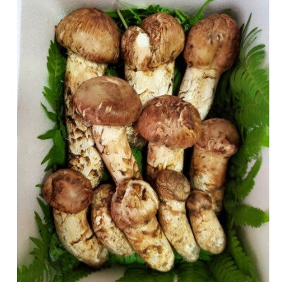 【ふるさと納税】【2026年秋発送】岩手県岩泉産松茸　500g前後(450g～550g)(詰め合わせ)【配送不可地域：離島】【1415887】 - 画像2