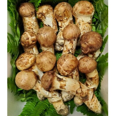 【ふるさと納税】【2026年秋発送】岩手県岩泉産松茸　500g前後(450g～550g)(詰め合わせ)【配送不可地域：離島】【1415887】 - 画像3