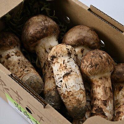 【ふるさと納税】【2026秋発送】岩泉まつたけ 500g【配送不可地域：離島】【1421537】 - 画像3