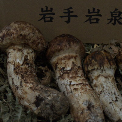 【2026年】秋発送岩泉産朝採り松茸300g【配送不可地域：離島】【1422859】