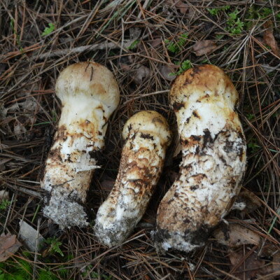 【ふるさと納税】【2026年】秋発送岩泉産朝採り松茸300g【配送不可地域：離島】【1422859】 - 画像2