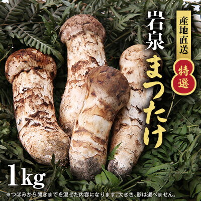 【2026秋発送】【特選】岩泉まつたけ 直送 1kg【配送不可地域：離島】【1423383】