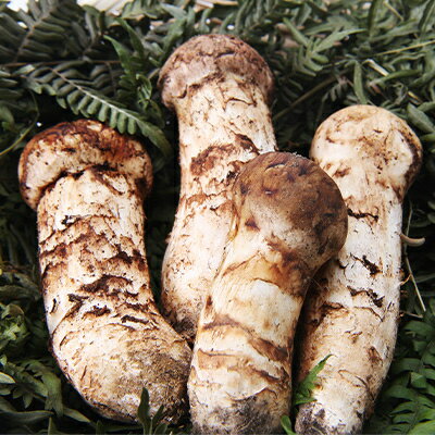 【ふるさと納税】【2026秋発送】【特選】岩泉まつたけ 直送 1kg【配送不可地域：離島】【1423383】 - 画像2