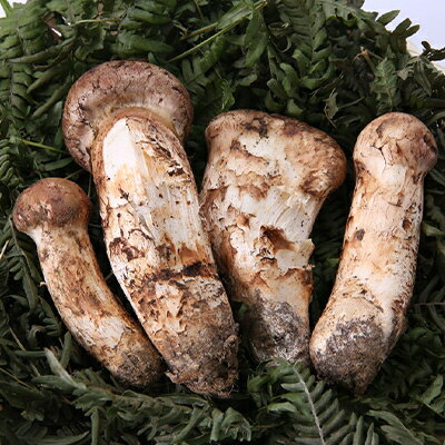 【ふるさと納税】【2026秋発送】【訳あり】ご家庭用 岩泉まつたけ 直送 1kg【配送不可地域：離島】【1423396】 - 画像2