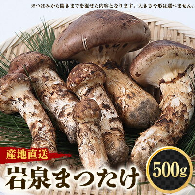 【2026秋発送】≪産地直送≫　岩泉まつたけ 500g【配送不可地域：離島】【1423715】