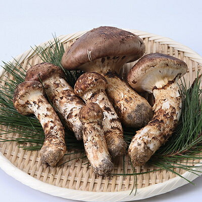 【ふるさと納税】【2026秋発送】≪産地直送≫　岩泉まつたけ 500g【配送不可地域：離島】【1423715】 - 画像2