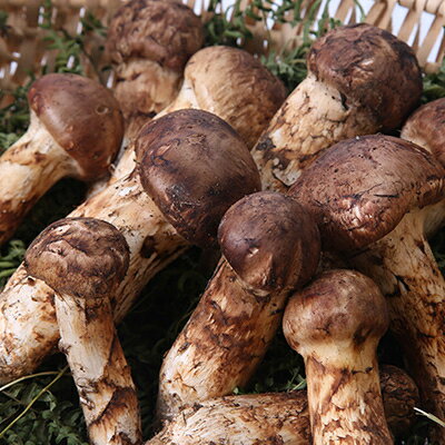 【ふるさと納税】【2026秋発送】≪産地直送≫　岩泉まつたけ 1kg【配送不可地域：離島】【1423716】 - 画像3