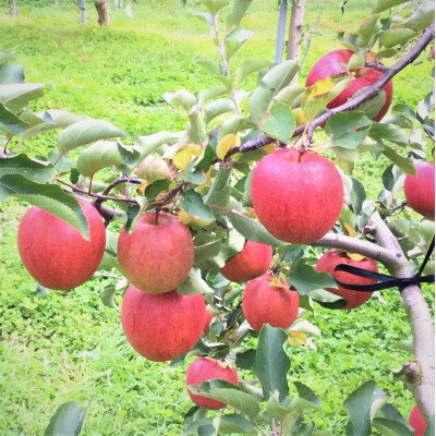 【ふるさと納税】岩手県岩泉町産りんご(5キロ:約12個)希少品種!「大夢(おおゆめ)」　【1444489】 サムネイル3