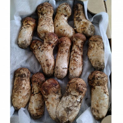 【ふるさと納税】【2026秋発送】岩泉まつたけ　コロ200g【配送不可地域：離島】【1518201】 - 画像2