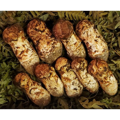 【2026年発送】岩手県岩泉産松茸　200g前後(150g～250g)(小ぶり、細長、割れ、キズ)【配送不可地域：離島】【1551098】