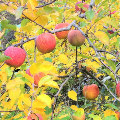 【ふるさと納税】岩手県岩泉町産りんご　サンふじ(5キロ:約12個)【1575918】 サムネイル2