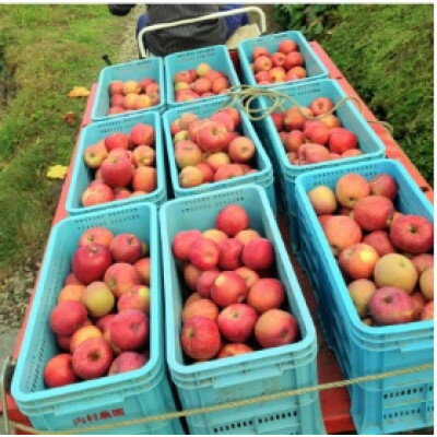 【ふるさと納税】岩手県岩泉町産りんご　サンふじ(3キロ:約8個)【1580477】 サムネイル3