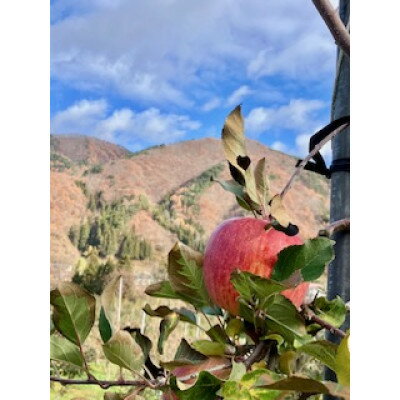 【ふるさと納税】岩手県岩泉町産 りんご2品種(サンふじ・大夢)食べくらべ! 5キロ(約12個)【1614547】 サムネイル2