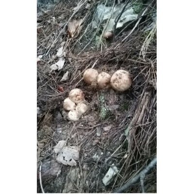 【2026秋発送】産地直送　岩手県岩泉町産　松茸　小・コロ 500g【配送不可地域：離島】【1632432】