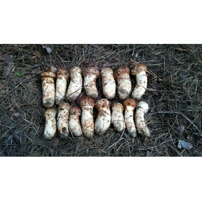 【ふるさと納税】【2026秋発送】産地直送　岩手県岩泉町産　松茸　小・コロ　1kg【配送不可地域：離島】【1632438】 - 画像2